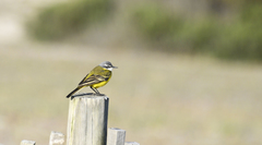 Motacilla flava iberiae