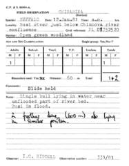 Syncerus caffer caffer