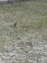 Turdus pilaris