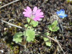 Geranium molle