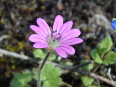 Geranium molle