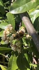 Bombus pascuorum