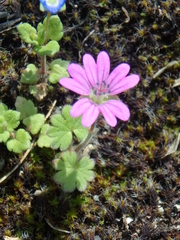 Geranium molle
