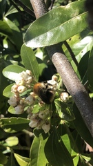 Bombus pascuorum