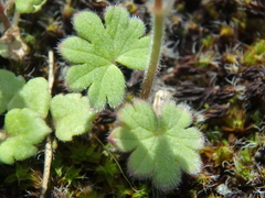 Geranium molle