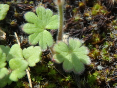 Geranium molle
