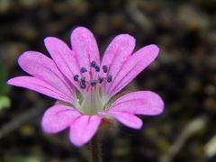 Geranium molle