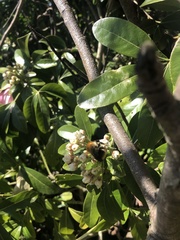 Bombus pascuorum