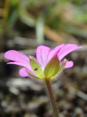 Geranium molle