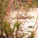 Ursinia tenuifolia ciliaris - Photo (c) Nick Helme,  זכויות יוצרים חלקיות (CC BY-SA), הועלה על ידי Nick Helme