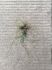 Tillandsia butzii