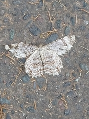 Geometridae