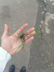 Tillandsia butzii
