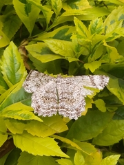 Geometridae