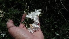 Jasminum angulare
