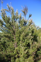 Kunzea linearis