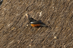 Thamnolaea cinnamomeiventris