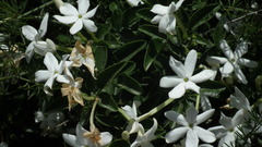 Jasminum angulare
