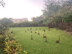 Nasua