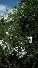 Jasminum angulare