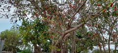 Ficus benghalensis