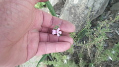 Jamesbrittenia phlogiflora