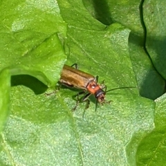 Lycocerus suturellus