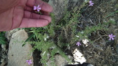 Jamesbrittenia phlogiflora