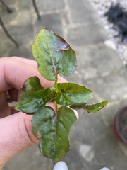 Angiospermae
