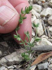 Galium virgatum