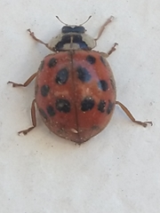 Harmonia axyridis