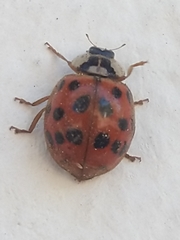 Harmonia axyridis