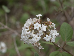 Viburnum carlesii