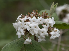 Viburnum carlesii