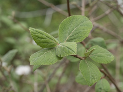 Viburnum carlesii