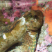 Bald Sculpin - Photo (c) Tony Iwane, some rights reserved (CC BY-NC), uploaded by Tony Iwane