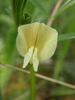 Large Yellow Vetch - Photo (c) Krylenko VV, some rights reserved (CC BY-NC), uploaded by Krylenko VV