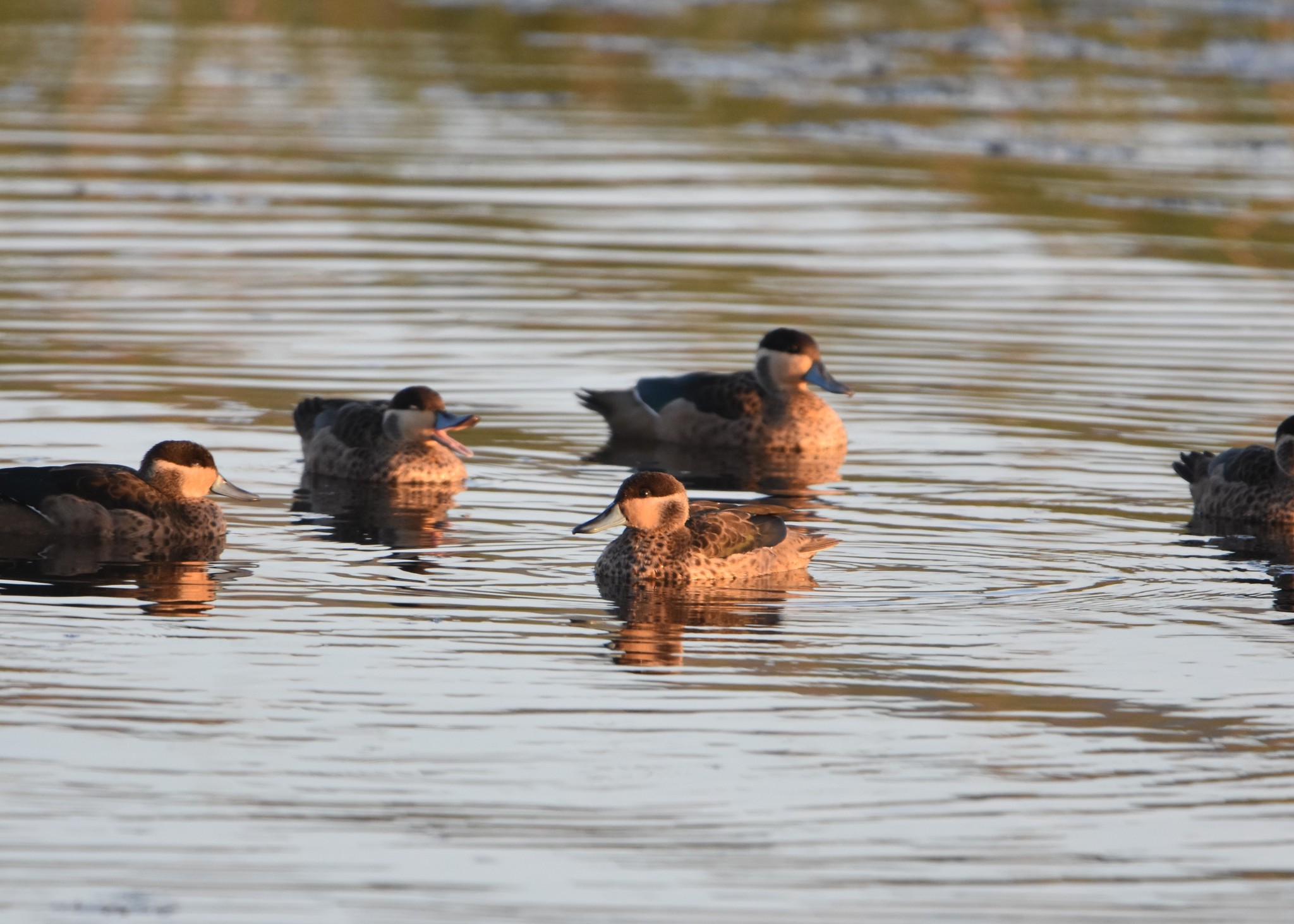 Blue-billed Teal illustration