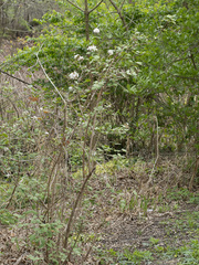 Viburnum carlesii