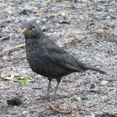 Turdus merula