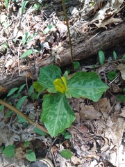 Trillium luteum