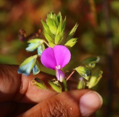 Desmodiastrum belgaumense