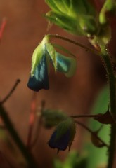 Desmodiastrum belgaumense