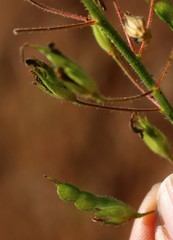 Desmodiastrum belgaumense