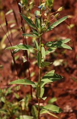 Desmodiastrum belgaumense