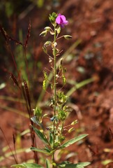 Desmodiastrum belgaumense