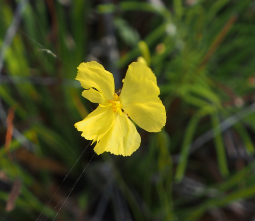 Xyris bracteata observed 2017-12-01