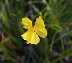 Xyris bracteata