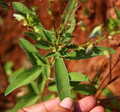 Desmodiastrum belgaumense