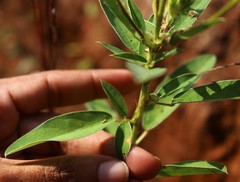 Desmodiastrum belgaumense